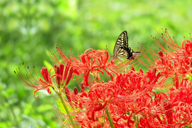 蝶と赤いヒガンバナ